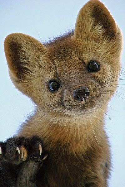 Pine Martens fur ranges from brownish to almost black in color. Their throat bib ranges from pale yellow to bright orange - with  vertical black stripes above eyes. This pic is a Baby Pine Marten Animal Studies, Regnul Animal, Beautiful Wildlife, Cele Mai Drăguțe Animale, Nosara, Animale Rare, Cute Creatures, Sweet Animals, Animal Planet