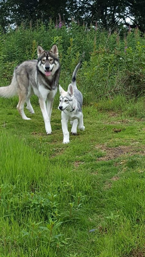 Northern Inuit, Northern Inuit Dog, Dog Breeds, Husky, Dogs, Animals, Quick Saves