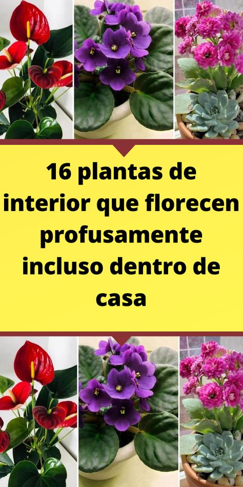 16 plantas de interior que florecen profusamente incluso dentro de casa Medinilla Magnifica, Clivia Miniata, Plantas Interior, Flower Garden Design, Raised Beds, Flower Garden, Borders, Garden Design, Patio