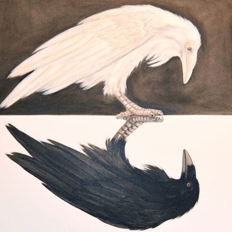 ~ As above so below ~ *image found on Pinterest  #manifest #magicallife #paganlife #magiclife #pagansofinstagram #druid #natureismychurch… Dove And Raven Tattoo, Crow And Dove, Dove And Raven, White Raven Tattoo, White Raven Art, White Crow, Crow Tattoo, Raven Tattoo, Crow Art