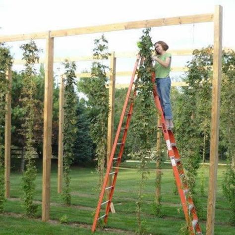 Fresh Hop Homebrew Guide Hops Trellis, Hops Vine, Plant Recipes, Hops Plant, Garden Pathways, Home Garden Design, Garden Pathway, Plant Food, Planning Ahead