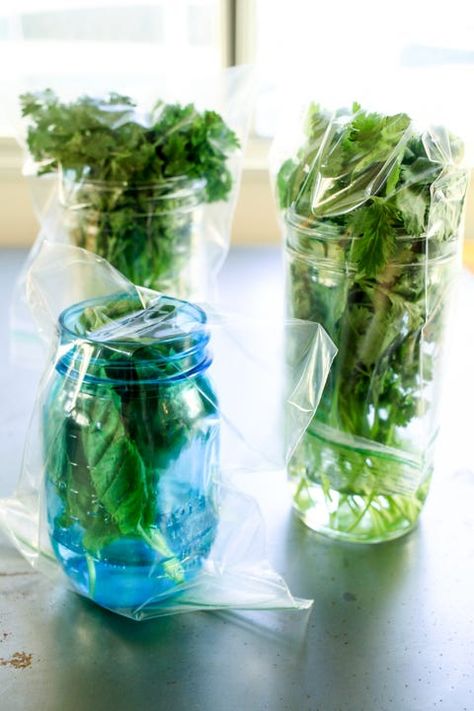 Storing Basil, Pioneer Recipes, Store Fresh Herbs, Cooking With Fresh Herbs, Herb Storage, Preserving Herbs, Large Mason Jars, Salad Spinner, Indoor Herb Garden