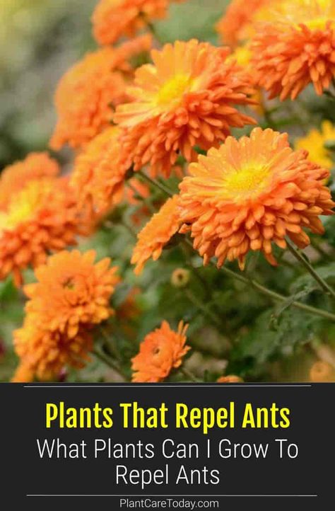 Ant Repellent Plants, Get Rid Of Fire Ants In Yard, Keep Ants Out Of Garden, How To Keep Ants Out Of Garden, Get Rid Of Ants In Garden, Ant Repellent Diy Outdoor, Ant Repellent Diy Indoor, Plants That Repel Insects, Plants That Repel Ants