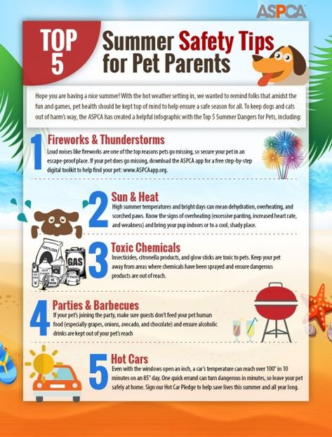 % Top Pet Safety Tips For Summer Parenting Infographic, Safety Infographic, Summer Safety Tips, Dog Infographic, Tips For Summer, Summer Safety, Vet Clinic, Pet Vet, Veterinary Hospital