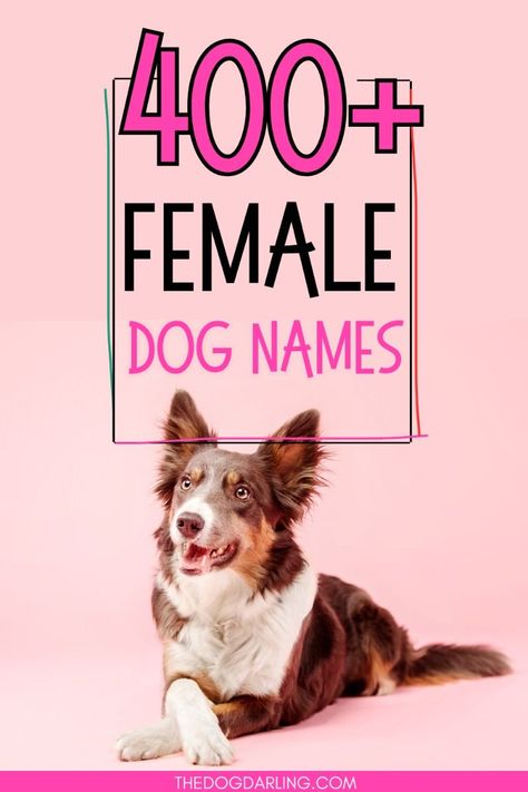 Are you looking for the cutest girl puppy names for your new dog? We have over 400 adorable female dog names to choose from. The names are organized alphabetically for easy searching!  . Corgi Names Female, Girl Dogs Name, Western Girl Dog Names, Female Dog Names Unique List, Female Puppy Names Unique, Girl Puppy Names Unique, Pet Names For Girls, Cool Female Dog Names, Female Puppy Names Girl Dogs Name, Western Girl Dog Names, Female Puppy Names Unique, Girl Puppy Names Unique, Pet Names For Girls, Cool Female Dog Names, Female Dog Names Unique, Female Puppy Names, Unique Pet Names