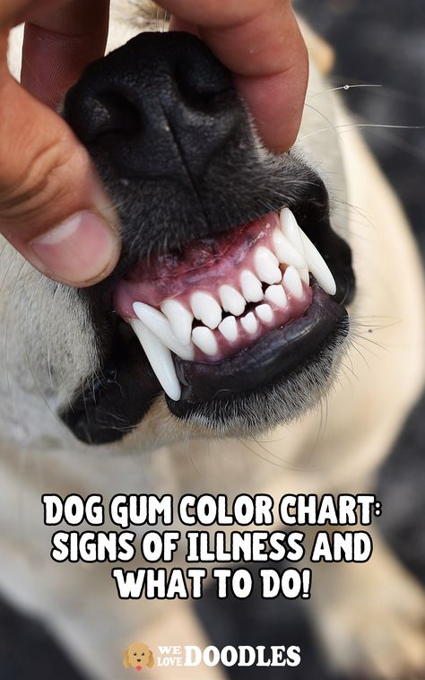 We might give our dogs’ teeth a lot of thought considering how crucial they are to their well-being. The gums are not merely for aesthetic purposes; rather, they provide a special window into the health and condition of a dog at any particular time and may even be a more significant predictor of disease than the teeth themselves. Using our dog gum color chart, you can make sure everything is looking good. Teeth Aesthetic, Dogs Teeth, Teeth Health, The Teeth, Grinding Teeth, Gum Health, Dog Teeth, Looking Good, Dog Care