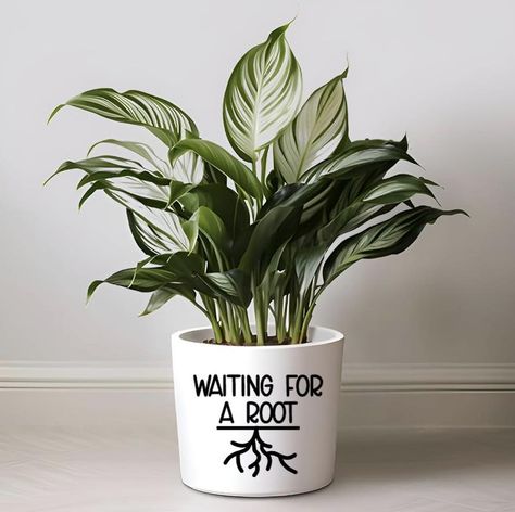 🪴 Custom House Plant Pot Stickers 🪴 🤪Give those boring plant pots a new life with some rude, crude and funny labels. - Waiting for a root - MOIST - Feeling cute. Might die later. - Pot head - Next victim - Aloe you very much - I wet my plants - Succ it - Prick 🗣️ If you have a saying you like I can customise it to you! 🌈 Huge range of colours available 💰 $10 per sticker 📍 Pick up Logan Reserve 📫 Postage $1.20 *plants and pots not included, label only. Funny Labels, Feeling Cute Might, Plants And Pots, I Wet My Plants, Pot Stickers, House Plant Pots, Aloe Plant, Custom House, House Plant