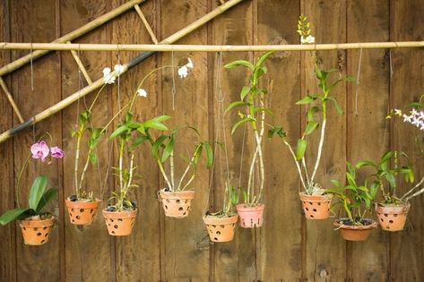 25 Brilliant Orchid Hanging Ideas For Your Wall Garden Mounting Orchids, How To Grow Orchids, Grow Orchids, Hanging Orchid, Orchid Roots, Orchid Planters, Types Of Orchids, Bamboo Poles, Hanging Ideas