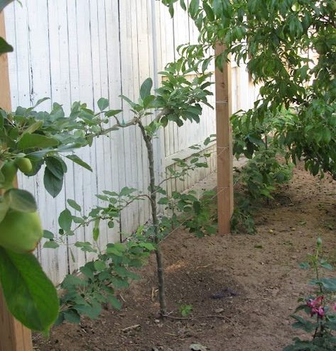 After YEARS of wanting espalier fruit trees, I've finally done it! I planted two apple trees along the fence line and tied the branches (wit... Espalier Orchard, Boho Homestead, Espalier Fruit Trees, Colonial Garden, Nut Trees, Edible Gardens, Growing Fruit Trees, Potager Garden, Edible Landscaping