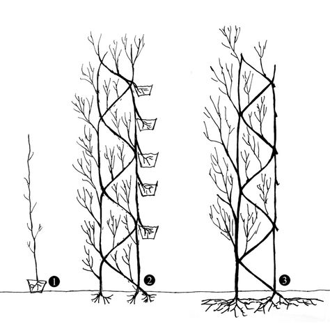 Living Willow, Column Lighting, Future Architecture, Plane Tree, Ecology Design, Best Architecture, Live Tree, Study Architecture, Architectural Section