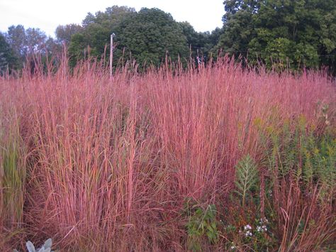 Rotary Botanical Gardens - Hort Blog: Big Bluestem For Impact Big Bluestem, Tall Ornamental Grasses, Xeriscape Landscaping, Tallgrass Prairie, Red October, Invasive Plants, Clay Soil, Grass Seed, How To Grow Taller