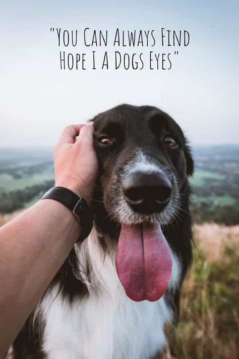 You Can Always Find Hope I A Dogs Eyes #dog #quotes #doglovers Dog Eyes Drawing, Dog Vest Pattern, Quotes Eyes, Dogs With Big Eyes, Dog Science, Asian Dogs, Eyes Quotes, Eyes Painting, Saint Bernard (dog)