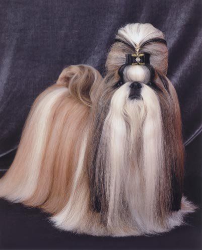 Another view of this beauty. Perro Shih Tzu, Chien Shih Tzu, Shitzu Dogs, Shih Tzu Grooming, Puppy Mom, Long Haired Dogs, Grooming Style, Tea Cup Dogs, Shih Tzu Puppy