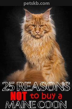 Digital Art Person, Mancoon Cats, Maine Cooney Cats, Art Person, Norwegian Forest Cat, Sleepy Cat, Cat Behavior, Cat Facts, Fluffy Cat