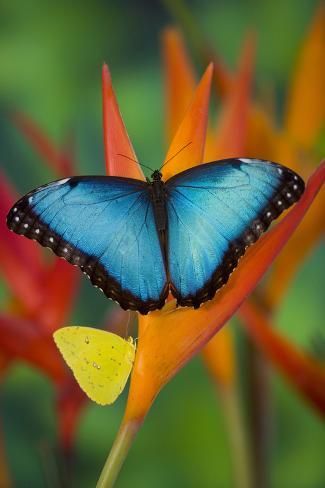 size: 36x24in Premium Photographic Print: Tropical Butterfly the Blue Morpho on orange Heliconia Flowers by Darrell Gulin : Tropical Butterfly, Beautiful Butterfly Photography, Blue Morpho Butterfly, Butterfly Species, Tropical Animals, Morpho Butterfly, Blue Morpho, Orange Butterfly, Butterfly Pictures