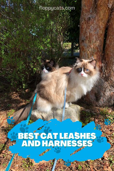 If you want to take your cat out for walks, then a leash and harness is a must. But you've gotta get the best cat harness and leash to keep them safe. Check out some of our favorites! Cat Facts Funny, Best Cat Harness, Ragdoll Cat Colors, Cat Harness And Leash, Cat Behavior Facts, Cat Behavior Problems, Ragdoll Kittens For Sale, Cute Cat Names, Kittens Coloring