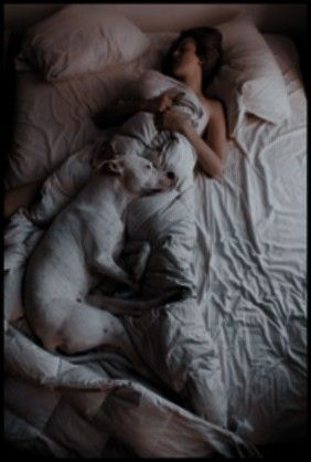 Pitbull Mom Aesthetic, Royal Bedroom Ideas, Elliot Aesthetic, Comfy Bed Aesthetic, Luxurious Modern Bedrooms, Bedsheet Ideas, Sleeping Couple, Bedtime Rituals, Whiskey Neat