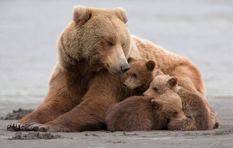 Brown Bears, Grizzly Bear, The Sand, Bears