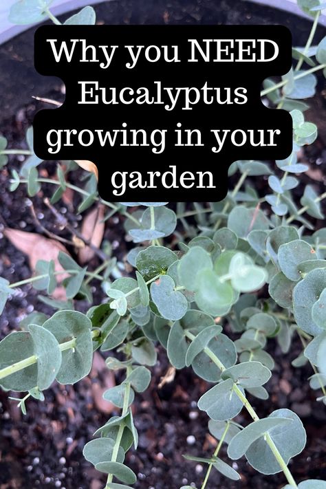 Eucalyptus Plant Benefits, Eucalyptus Tree In Pot, Growing Eucalyptus From Seed, How To Harvest Eucalyptus, Eucalyptus Potted Plant, Growing Eucalyptus In A Pot, How To Care For Eucalyptus Plant, Growing Eucalyptus Outside, Eucalyptus Landscaping