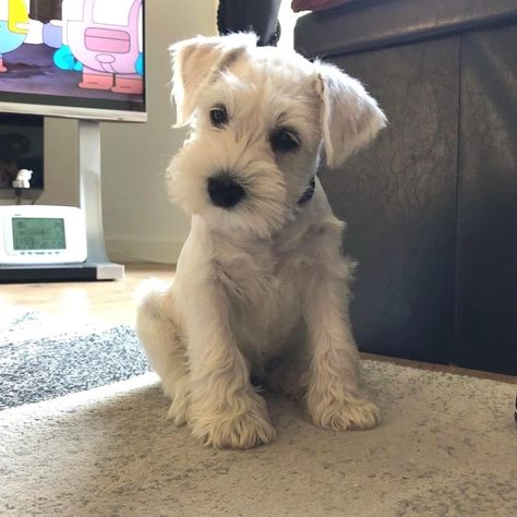 1,433 Likes, 16 Comments - Miniature Schnauzer Smiling (@miniature.schnauzer.smiling) on Instagram: “😍 Cute pup of kingston_schnauzers Follow 👉 @miniature.schnauzer.smiling Follow 👉…” Black Mini Schnauzer, Teacup Schnauzer, Miniature Schnauzer Black, White Miniature Schnauzer, White Schnauzer, Schnauzer Breed, Puppy Haircut, Puppy Stages, Miniature Schnauzer Puppies