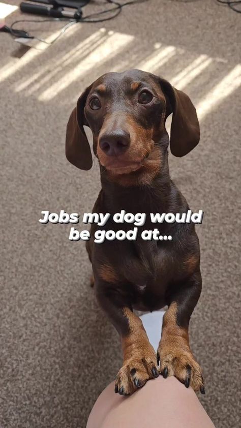 Dogs Group Photo, Dachshund Videos, Animals Video, Cute Animals Puppies, Funny Dachshund, Adorable Dogs, Dachshund Puppies, Dog Cute, Dachshund Puppy