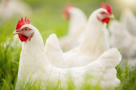 Plymouth Rock Chicken, Morning Chores, Chicken Raising, Chicken Images, Livestock Guardian, Plymouth Rock, Brown Eggs, Coloured Feathers, Barnyard Animals