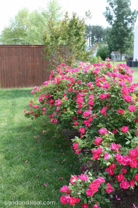 Knock-out-rose-hedge Pruning Knockout Roses, Louisiana Gardening, Spring Planting Guide, When To Prune Roses, Roses Garden Care, Prune Roses, Knock Out Roses, Rose Pruning, Rose Hedge