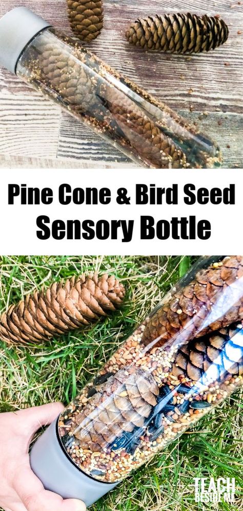 Pine cone and bird seed sensory bottle~ an awesome nature science and sensory play activity for young kids! Fossil Experiment, Marshmallow Toothpick, Penny Spinners, Sensory Bottles Preschool, Hydraulic Elevator, Elephant Toothpaste, Starburst Candy, Discovery Bottles, Teaching Money