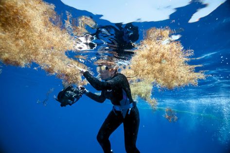 Sylvia Earle: Why the Sargasso Sea is a living laboratory for change Ocean Food Web, Sylvia Earle, Sargasso Sea, Ocean Food, National Geographic Photography, Microscopic Organisms, Food Web, Aquatic Life, National Geographic Magazine