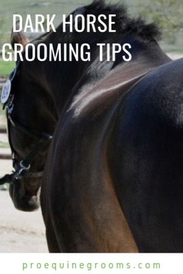 Dark Horse Grooming Tips http://www.proequinegrooms.com/tips/grooming/dark-horse-grooming-tips/ Horse Grooming Tips, Stable Management, Horse Black, Horse Care Tips, Reining Horses, Equestrian Problems, Horse Ideas, Natural Horsemanship, Horse Training Tips