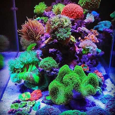 Reef Tank Aquascaping, Mandarin Fish, Coral Reef Aquarium, Reef Tanks, Marine Tank, Fauna Marina, Sea Plants, Aquascape Aquarium, Coral Tank