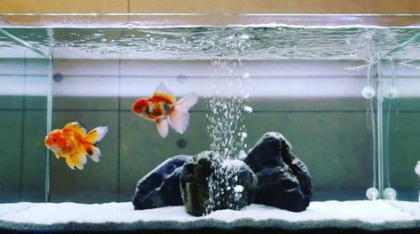 #goldfish #goldfishkeepers #goldfishofinstagram #goldfishunion #goldfishtank #fancygoldfish #orandagoldfish #cinemagraph Fancy Goldfish Tank, Diy Ikea Table, Bedroom Aquarium, Beta Aquarium, Minimalist Aquarium, Aquaponics Garden, Goldfish Types, Aquarium Craft, Oranda Goldfish