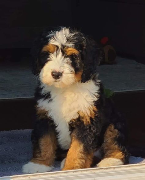 Bernie Doodle, Bernadoodle Mini, Bernese Mountain Dog Poodle, Mini Bernedoodle Full Grown, Merle Bernedoodle Full Grown, Bernadoodle Puppy, Bernedoodle Miniature Full Grown, Bernie’s Mountain Dogs, Mini Bernedoodle