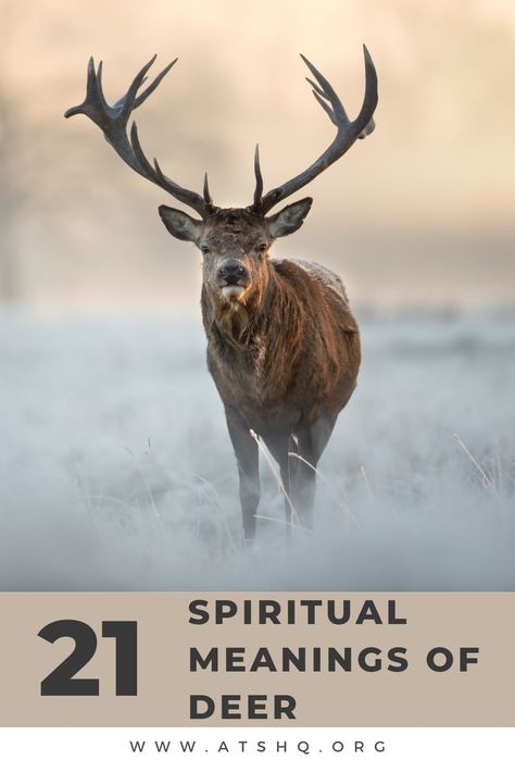 21 Spiritual Meanings Of Deer Spirit Animal Meaning, Male Deer, Animal Meanings, Deer Crossing, Young Buck, Spiritual World, Black Deer, Animal Spirit Guides, Take The High Road