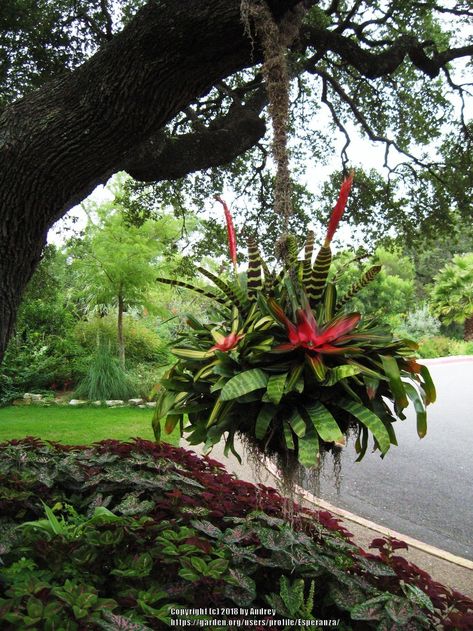 Bromeliads On Trees Trunks, Bromeliads Landscaping Outdoor, Bromeliad Garden Ideas, Bromeliad Landscaping, Bromeliad Garden, Bromeliads Garden, Bromeliads Landscaping, Tropical Backyard Landscaping, Creative Backyard