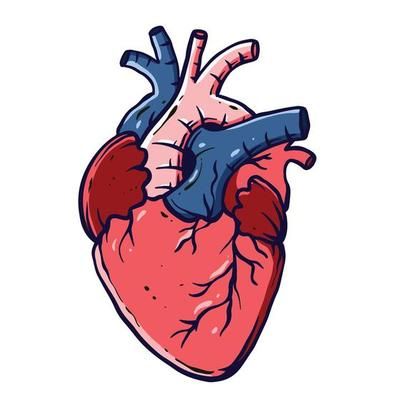 Realistic Heart Outline 602622 Vector Art at Vecteezy Easy Heart Drawings, Human Heart Drawing, Heart Outline, Heart Illustration, Heart Drawing, Human Heart, Ap Art, Practical Magic, Biology