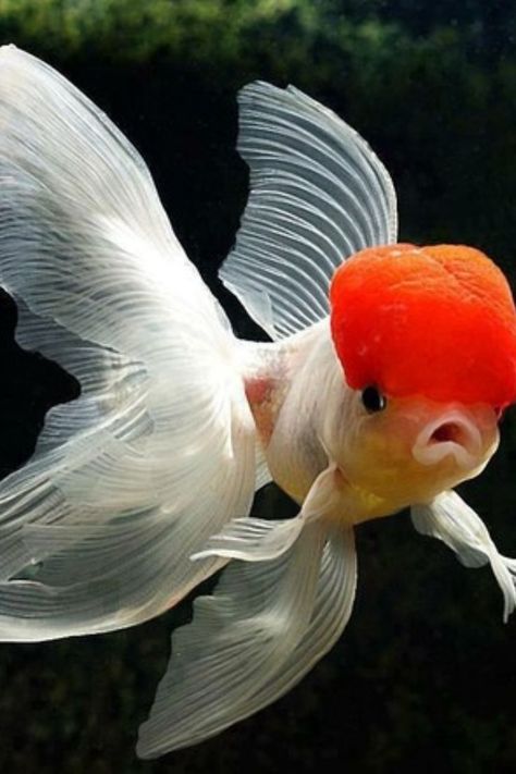 Goldfish Types, Oranda Goldfish, Oscar Fish, Goldfish Tank, Goldfish Pond, Pretty Fish, Freshwater Aquarium Fish, Cool Fish, Underwater Creatures