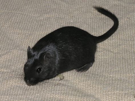 Black gerbil Gerbil Aesthetic, Sewer Rat, Navajo Culture, Black Rat, Nostalgia Aesthetic, Cute Rats, Mouse Rat, Gerbil, Super Cute Animals