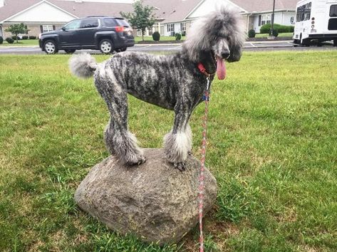 Do you know how many Poodle colors there are? Which is the best? - K9 Web Brindle Poodle, Poodle Colors, Poodle Standard, Grey Poodle, Toy Poodle Puppy, Silver Poodle, Parti Poodle, Red Poodles, Poodle Grooming