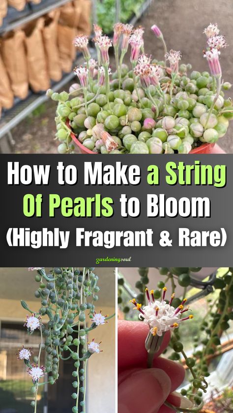 How to Make a String Of Pearls to Bloom (Highly Fragrant & Rare) String Of Pearls Plant, Lucky Plant, Household Plants, Succulent Garden Diy, Apple Roses, Inside Plants, String Of Pearls, House Plants Decor, Succulent Garden