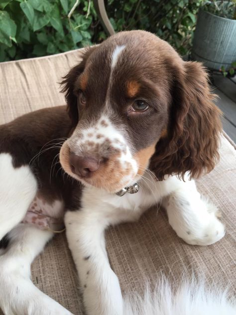 Springer Spaniel Aesthetic, English Cocker Spaniel Aesthetic, Cocker Spaniel Aesthetic, Puppies Cocker Spaniel, French Spaniel, English Cocker Spaniel Puppies, English Spaniel, Springer Spaniel Puppies, Springer Spaniels