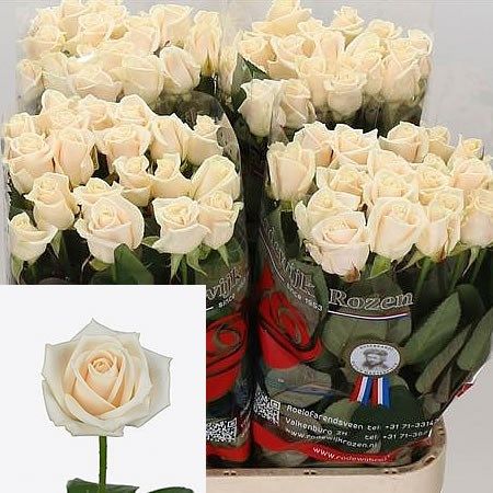 ROSE VENDELA 70cm | Wholesale Dutch Flowers & Florist Supplies UK Vendela Roses, Dutch Flowers, Wholesale Roses, Most Popular Flowers, Flower Guide, Popular Flowers, Cymbidium Orchids, Flower Bucket, Florist Supplies