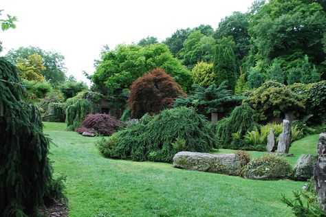 Eclectic shrub garden by Jay Sifford Garden Design Weeping Spruce Tree, Weeping Spruce, Weeping Norway Spruce, Garden Design Pictures, Conifers Garden, Norway Spruce, Estate Garden, Spruce Tree, Rooftop Garden