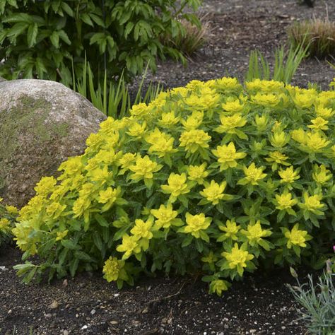 Deer Resistant Landscaping, Euphorbia Polychroma, Rabbit Resistant Plants, Deer Resistant Garden, Deer Resistant Perennials, Prairie Garden, Deer Resistant Plants, Border Plants, Up House