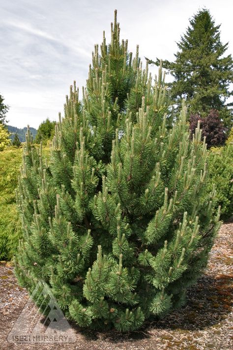 Japanese Lilac Tree, Norway Spruce Tree, Flowering Crabapple Tree, Mugo Pine, Flowering Pear Tree, Pinus Mugo, Flowering Crabapple, Conifers Garden, Bushes And Shrubs