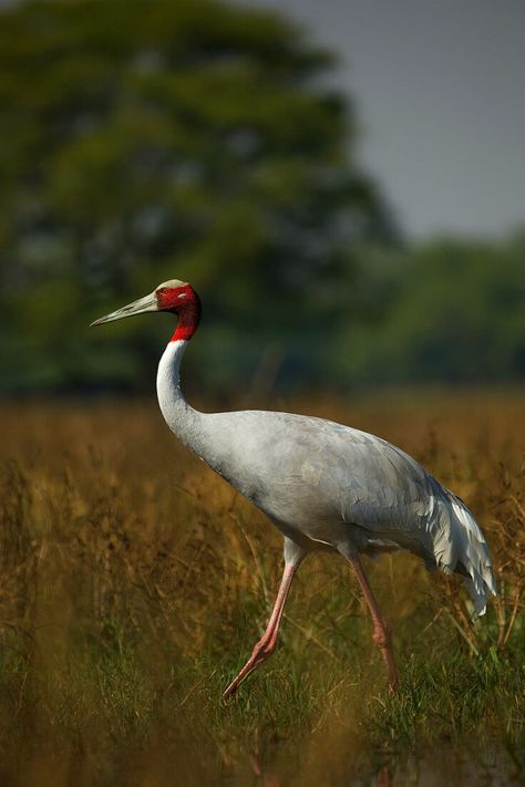 Blessed To Be A Blessing, Sarus Crane, Indian Rhinoceros, Indian Wildlife, Wildlife Of India, Indian Animals, Clouded Leopard, Be A Blessing, Crane Bird