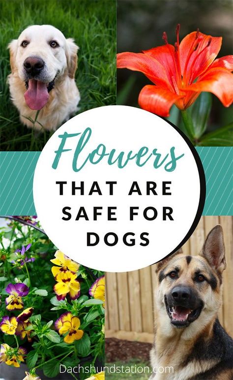 Toxic Flowers, Dog Safe Plants, Garden Prep, Dog Friendly Plants, Garden Hack, Dog Friendly Garden, Dog Friendly Backyard, Dog Run, Dog Yard