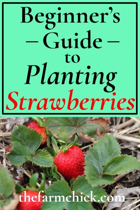 How To Plant Strawberries, When To Plant Strawberries, Planting Strawberries, Plant Strawberries, Growing Strawberries In Containers, Strawberries In Containers, Berry Garden, Strawberry Planters, Strawberry Garden