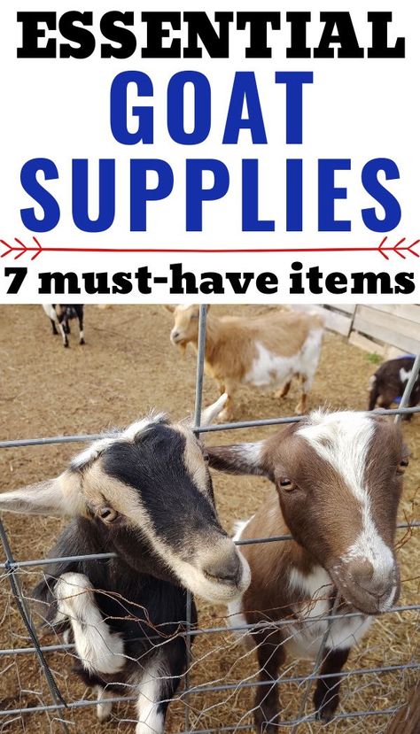 If you're thinking of gettin Nigerian Dwarf Goats, or any kind of goats, you have GOT to have the right supplies on hand. Here is a comprehensive list of the essentials you need when you have a goat farm.  #homesteadlife #raisinggoats #homesteadanimals Goat Supply List, What Do Goats Need, Taking Care Of Goats, Raising Goats For Beginners, Goats Enclosure, Farm Yard Ideas, Diy Goat Pen, Goat Waterer Ideas, Goat Enclosure Ideas