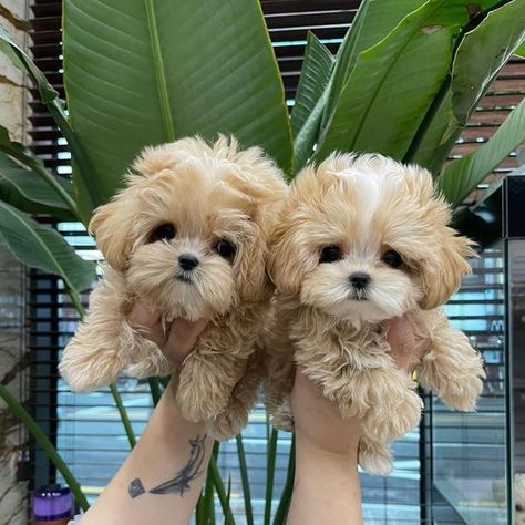 Cute Fluffy Dogs, Good Homes, Teacup Yorkie Puppy, Yorkie Puppy For Sale, Puppy Mom, Cute Dogs Images, Very Cute Puppies, Yorkie Puppies, Tea Cup Dogs